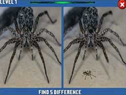 Play Spider Hidden Difference Online on Play26.com